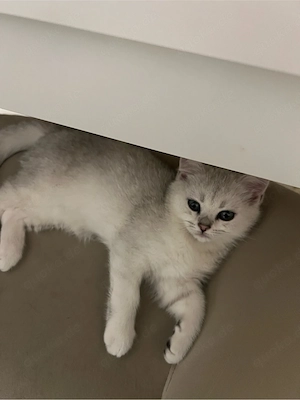 Reinrassige BKH Silver Shaded Kitten suchen ein liebevolles zuhause Bild 4