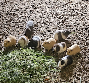 Meerschweinchen männlich 4-6 Monate alt  Bild 2