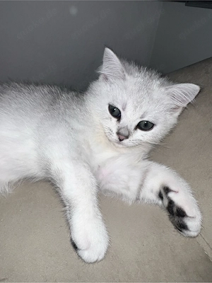 Reinrassige BKH Silver Shaded Kitten suchen ein liebevolles zuhause Bild 7