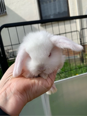 Zwergwidder Babys abzugeben