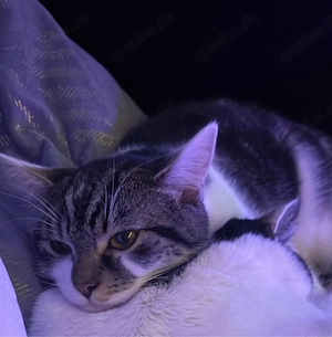 Verkaufen ein schönen Kater Balou