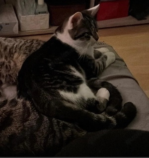 Junger Kater sucht ein Zuhause 