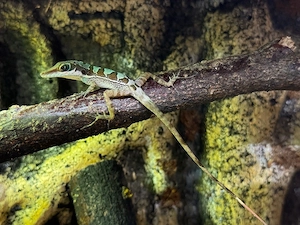 Anolis bahorucoensis 