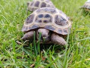 Abzugeben sind Vierzehen (Russische) Landschildkröten, Testudo horsfieldi