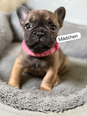 6 wunderschöne französische Bulldoggen 