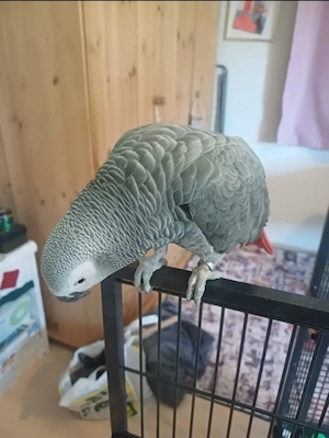 Graupapagei 6 Jahre alt Männlich Handzahm sehr Sprachbegabt 