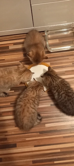 Britische Kitten  Bild 4