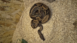  Tausch gegen Boa constrictor 1.0 IMG Sunglow 66% het Leopard poss. Jungle, 0.1 Hypo Img