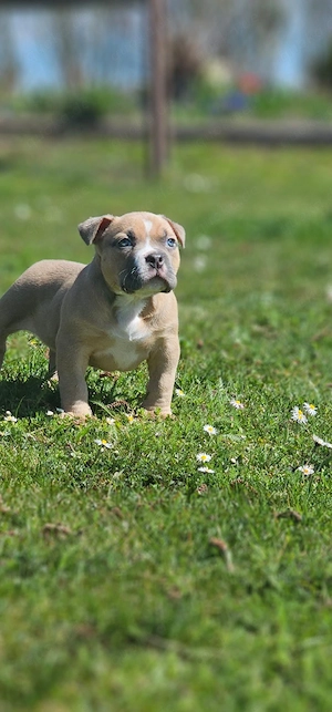Erstklassige American Pocket Bully Welpen