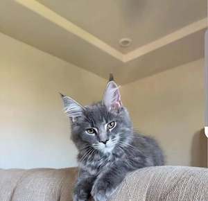 Maine Coon Kitten abzugeben 
