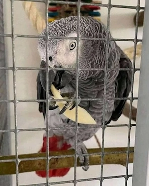 Graupapageien zu verkaufen