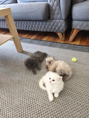 Unsere süßen Perserkätzchen suchen ein liebevolles Zuhause!