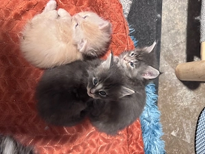 Maine Coone Reinrassig mit Stammbaum H-Wurf