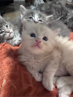 Maine Coone Reinrassig mit Stammbaum H-Wurf