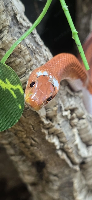 1.0 (Hypo) Pied Sided Bloodred 