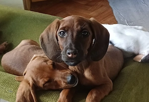 Liebevolle Welpen suchen ein Neues Zuhause.