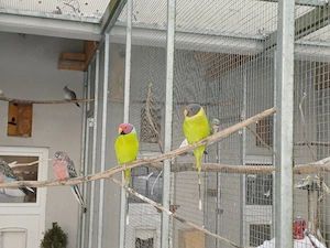 Pflaumenkopfsittiche 