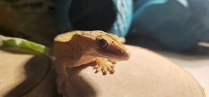 ein Geckonaut aus 2024 sucht   