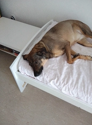 Mus dringend meine hündin in gute hände verk.