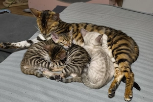 Reinrassige Toyger Kitten 