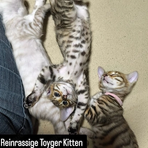 Reinrassige Toyger Kitten 