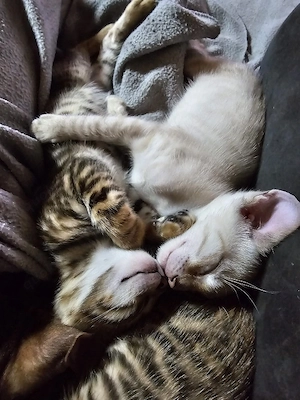 Reinrassige Toyger Kitten (mit Stammbaum) Bild 8