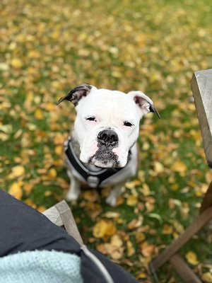 OEB Luna sucht neues zu Hause :) 