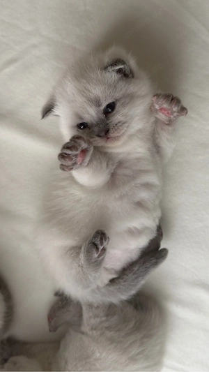 BKH kitten in blue point zu verkaufen (britisch kurzhaar kitten)