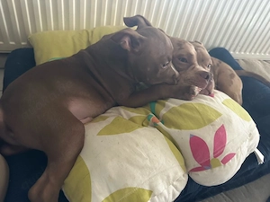 Wunderschöner American Pocket Bully Rüde mit