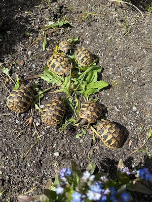 Griechische Landschildkröten (Testudo hermanni)   Nachzuchten 07 2025 mit CITES