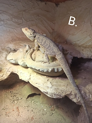 Bartagamen Männchen in liebevolle Hände abzugeben