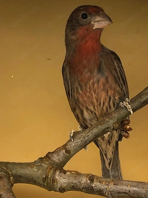 Kamingimpel Pärchen