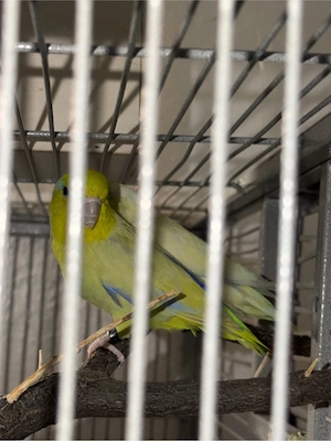 Blaugenick- Sperlingspapageien 