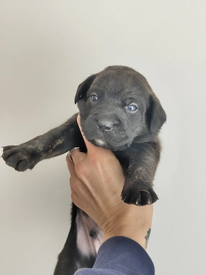 Boxer mix boxador Labrador 