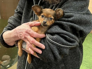 Russky Toy Welpe, 12 Wochen alt, Langhaarig, Hündin