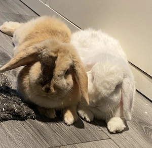 Teddy und Bubble suchen ein Liebevolles Zuhause 