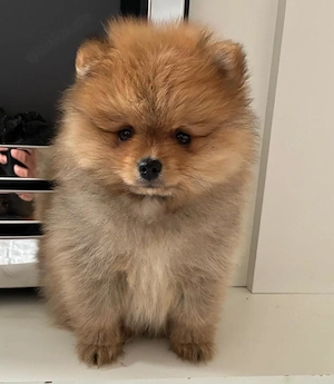 Pomeranian (Zwergspitz) Welpe sucht liebevolles Zuhause