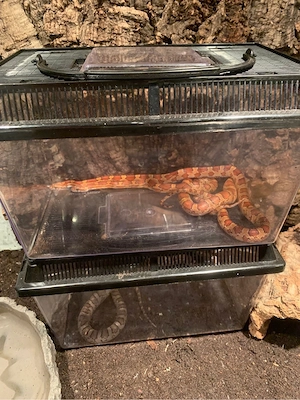 3 Kornnater Männchen