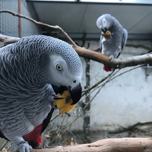 Graupapageien zu verkaufen