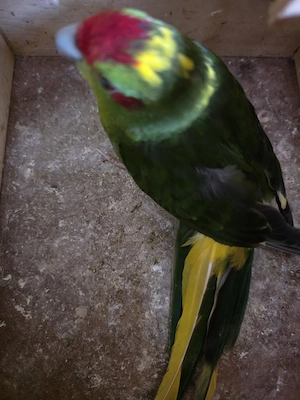 Ziegensittich Hähne Bild 3