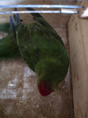 Ziegensittich Hähne Bild 4