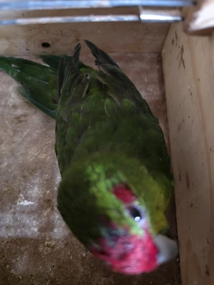 Ziegensittich Hähne Bild 2