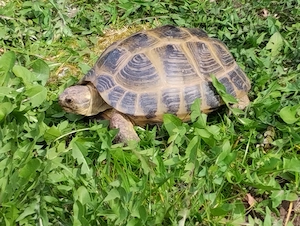 Abzugeben sind Vierzehen (Russische) Landschildkröten, Testudo horsfieldii, zwei weibliche Tiere