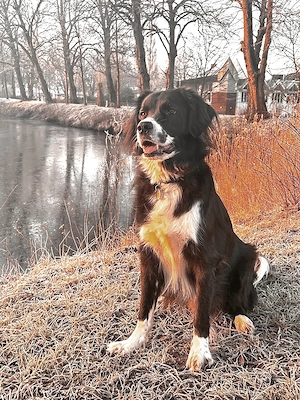 Suchen ein liebevolles, neues Zuhause für unseren Schatz