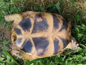 Verkaufe zwei 0.1 Vierzehen (Russische) Landschildkröten, Testudo horsfieldii