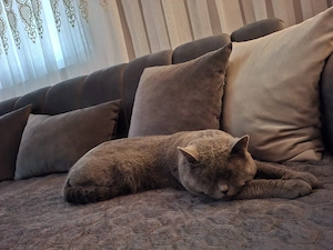 Wunderschöne Katze sucht ein neues Zuhause