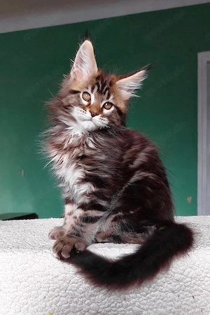 Traumhafter Maine Coon Kater 13 Wochen  Verspielt & Geimpft