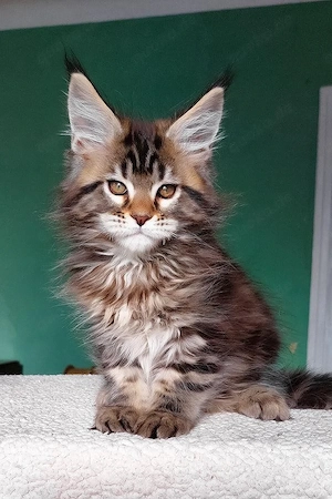 Traumhafter Maine Coon Kater   13 Wochen   Verspielt & Geimpft