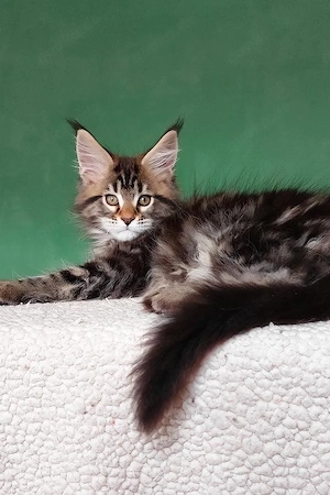 Traumhafter Maine Coon Kater  13 Wochen  Verspielt & Geimpft