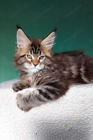 Traumhafter Maine Coon Kater   13 Wochen   Verspielt & Geimpft
